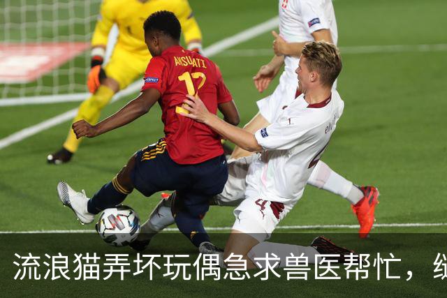 流浪猫弄坏玩偶急求兽医帮忙，缝补进行中它全程陪护，眼神满是担忧：快救救我的好朋友！